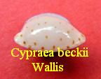 Cypraea beckii wallis